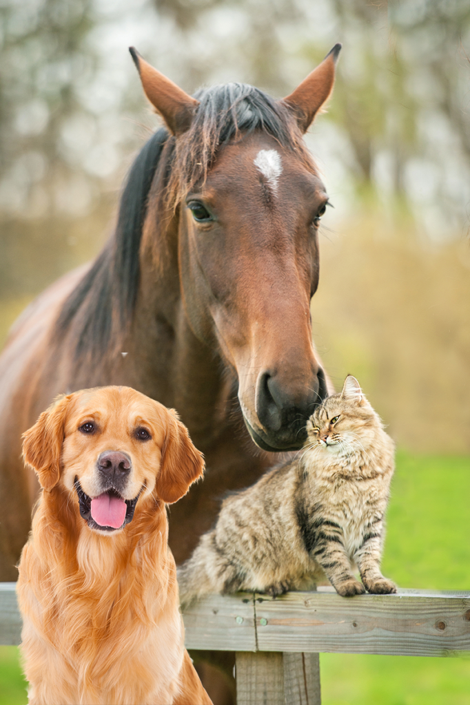 Ledig Kostbar Pas på Behandling af allergi hos hest - Nextmune