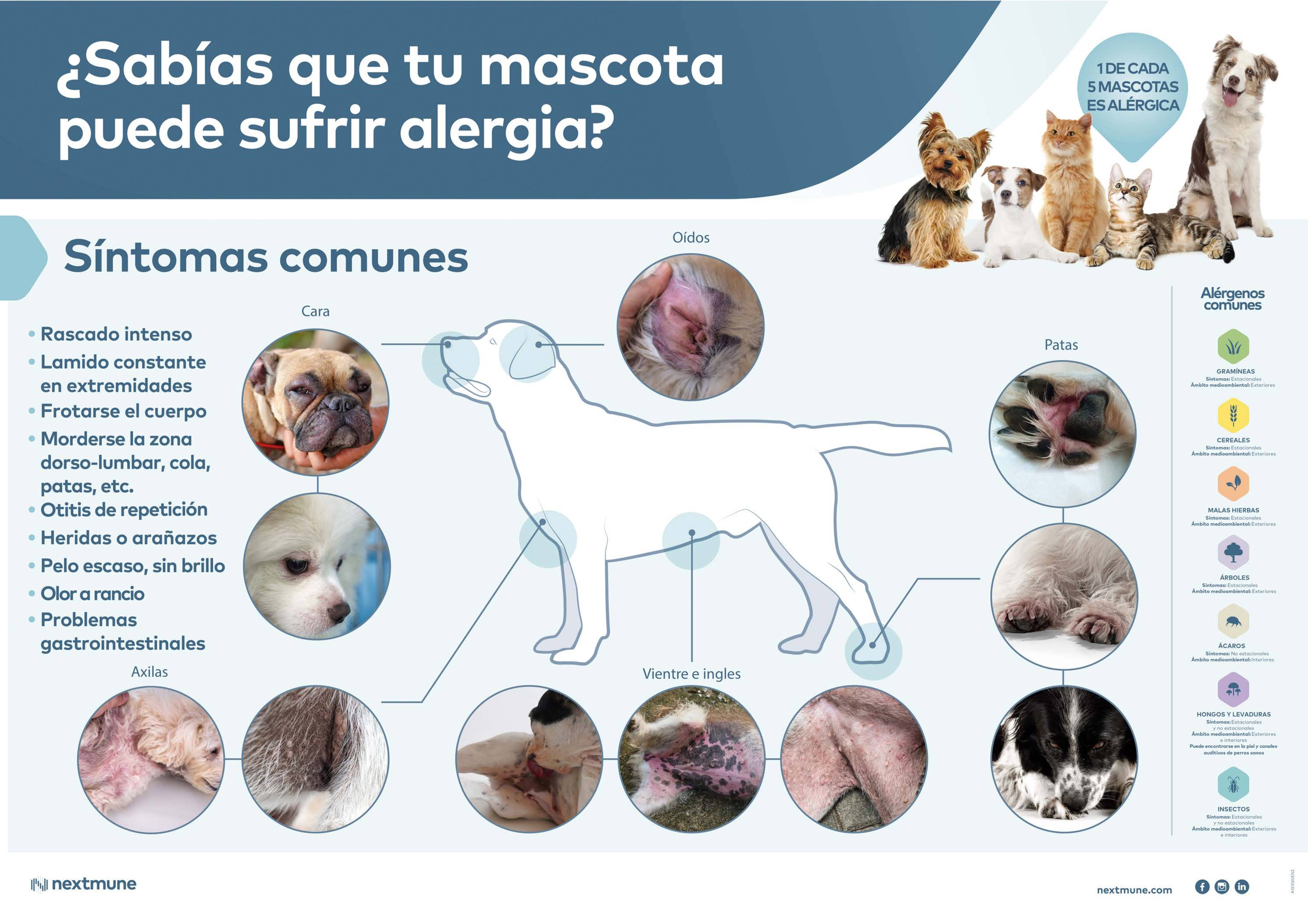 poster-sintomas-comunes